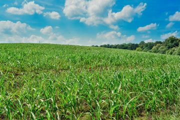 Green field with corn. Blue cloudy sky.