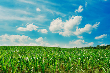 Green field with corn. Blue cloudy sky.