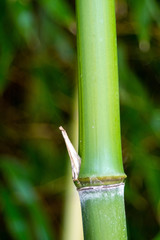 Obraz premium Bamboo-001