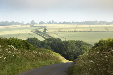 Tractor Lines / The country road to Glaston, Rutland. An image showing tractor lines in the maturing crops with the village of Glaston disappearing into the morning mist.