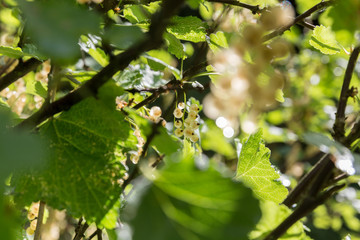 white currants in the garden