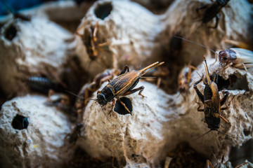 close up of Crickets in farm, For consumption as food And used as animal feed.