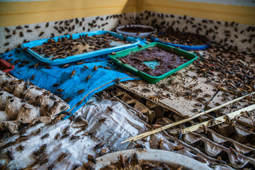 Crickets in farm, For consumption as food And used as animal feed.