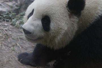 Obraz premium giant panda bear