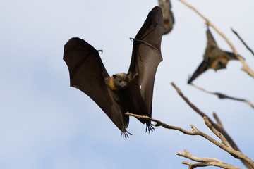 Fruit Bat Coming in to Land