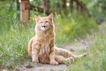 Naklejka na ściany i meble Red funny stray cat outdoors in nature