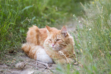 Naklejka na ściany i meble Beautiful red orange cat portrait outdoors in green grass in nature