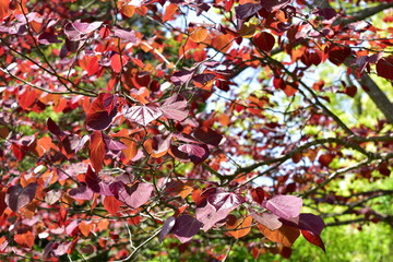 赤い葉のアメリカハナズオウ