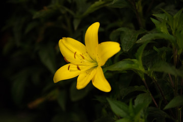 Yellow lily on a black background