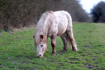 Fototapeta premium Shetland pony