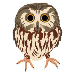 アメリカキンメフクロウ