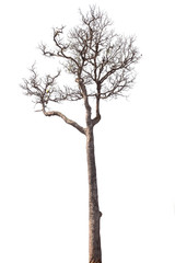 Fototapeta premium tree on white background