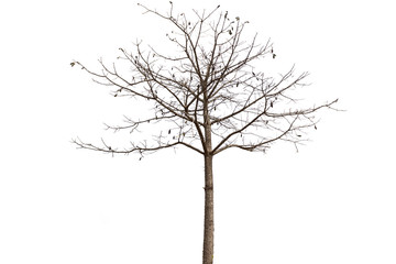 tree on white background