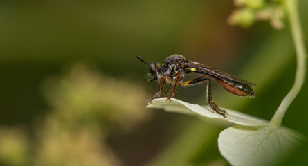 Stripe-Legged Robberfly (Dioctria baumhaueri)