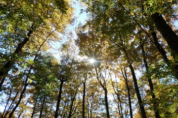 fall with sunset 