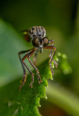 Stripe-Legged Robberfly (Dioctria baumhaueri)