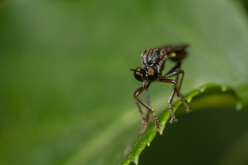 Stripe-Legged Robberfly (Dioctria baumhaueri)