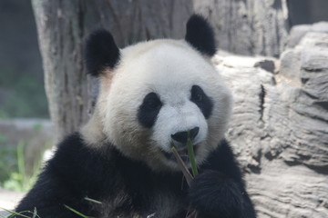 Obraz premium Giant Panda eats Bamboo Leaves, Dian Dian, Beijing, China