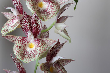 orchid white with red dots on a light background