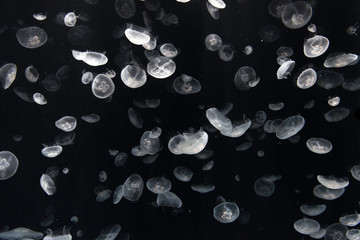 Naklejka premium Jellyfish or Rhizostoma pulmo floating in deep blue water
