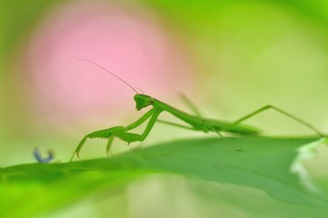 カマキリの子供
