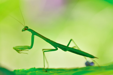 カマキリの子供