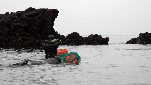 Traditional Women-Divers at Jeju Island, also Called as Haenyeo, Gathering Shell-fish in the Sea