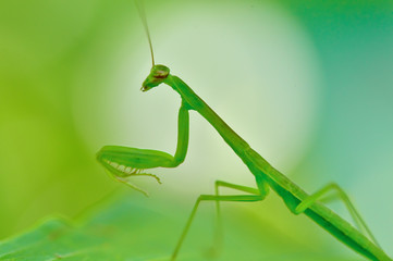 カマキリの子供