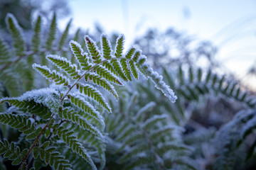 A frosty winter early morning with frozen fern leaves up close