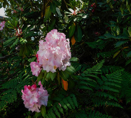 Rhode pink flower closeup shadey