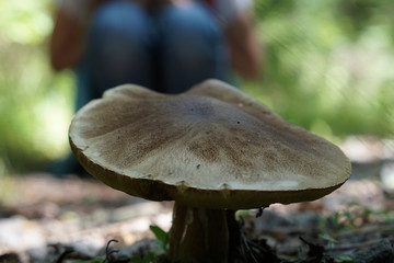 mächtiger Pilz in Schweden