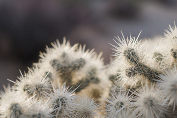 Close of Cholla Cactus