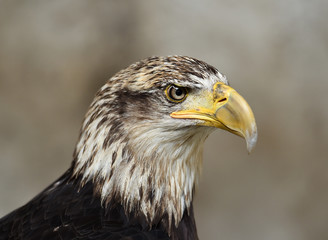 aguila calva americana