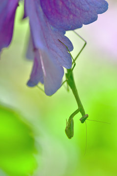 カマキリの子供