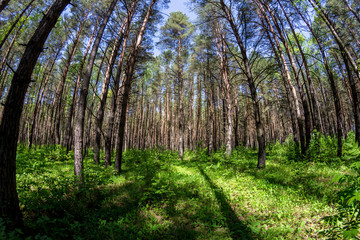 Beautiful thick pine with a weak underwood

