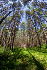 Beautiful thick pine with a weak underwood
