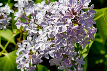 Flowering of purple lilacs closeup

