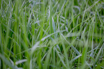 Grass in the dew early foggy morning
