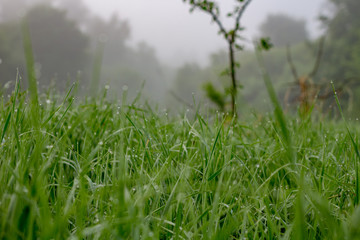 Obraz na płótnie Canvas Grass in the dew early foggy morning 