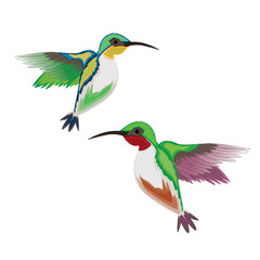 Hummingbirds