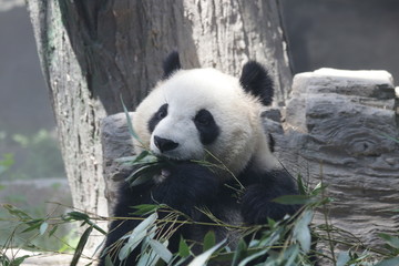 Fototapeta premium Giant Panda eats Bamboo Leaves, Dian Dian, Beijing, China