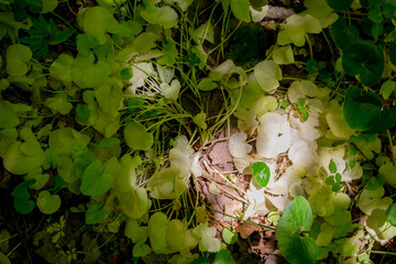 Leaves and sunlight, from colorless to dark green
