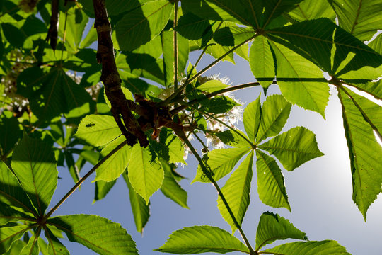 Branches and leaves of chestnut against the sky
