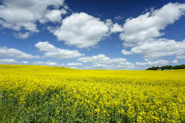 Canola field scenery / Vibrant yellow flowers field in north Poland