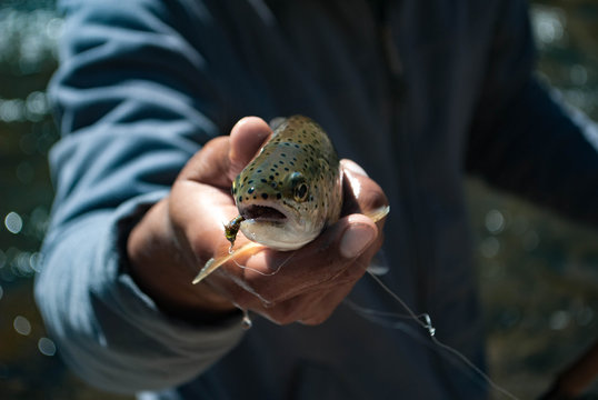 trout