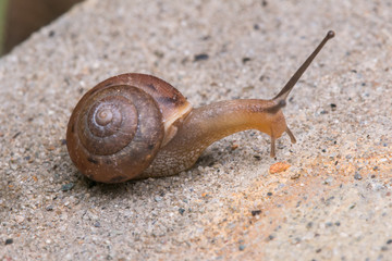 Beautiful brown snail