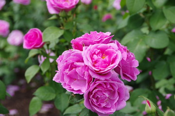 purple roses in the garden