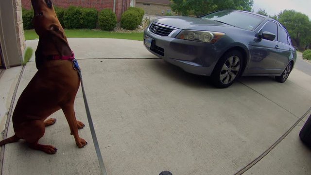 Red bone coon hound running down the street on a leash.