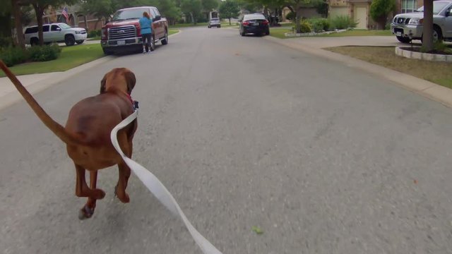 Red bone coon hound running down the street on a leash.