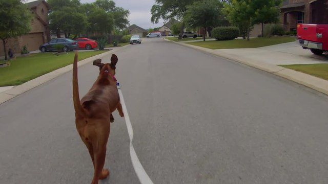 Red bone coon hound running down the street on a leash.